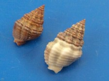 Nassarius cunisculus (lot de 2)	Guadeloupe 16,3 et 13,3mm n17