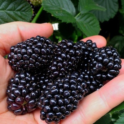 Dornenlose Brombeere Black Butte 2L - Es wächst schnell