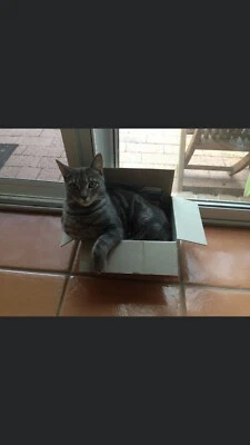 Domestic Male Needs A Home Cats Kittens Gumtree Australia