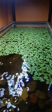 100 Leaf Water Spangles Salvinia Minima Live Aquarium Plant Buy 2 Get 1 Free