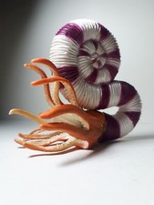 2021 NEW Collecta Dinosaur Toy / Figure Pravitoceras