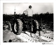GA211 Original Photo FARMALL MECHANIZED HARVESTING OF ROSEBUSHES NEAR TYLER TX