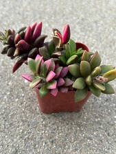 Arcampseros variegate Echeveria Live Succulents Plant 2” Fully Rooted