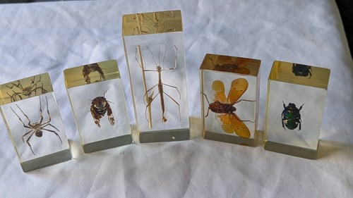 National Geographic Real Life Bugs In Resin x 5 insects #4