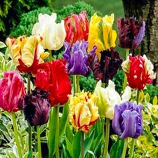40 Tulip Seeds Mixed Colors Fragrant Flower Plant (much less money than bulbs)