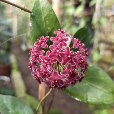 Real Pict Hoya Globulifera Sp Papua Rare Plant