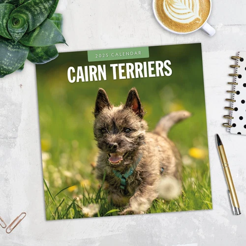 Cairn Terriers 2025 Square Wall Calendar
