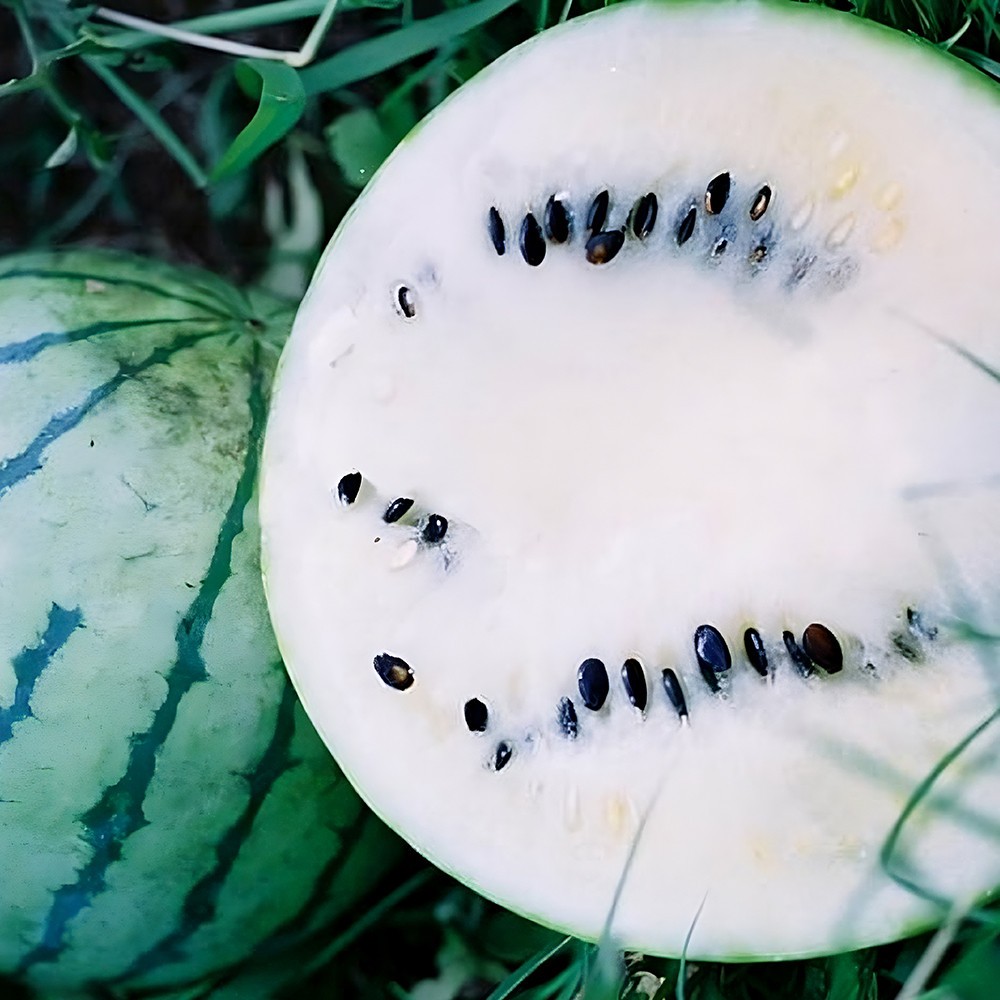 Cream Of Saskatchewan Watermelon Seeds | 8 - 12 LBS | Free Shipping | 1048