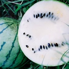 Cream Of Saskatchewan Watermelon Seeds White Flesh 8-12 LBS Free Ship 1048