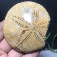 84g  Polished Starfish Crystal Specimen Madagascar 23