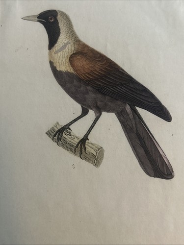 Ornitologia Acquaforte”uccello rosso del paradiso”Arthus-Bertrand, Paris, 1835 - Picture 2 of 6