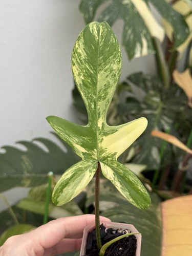 ✨Highly Variegated Philodendron Florida Beauty✨~Established Indoor/Outdoor Plant - Picture 5 of 9