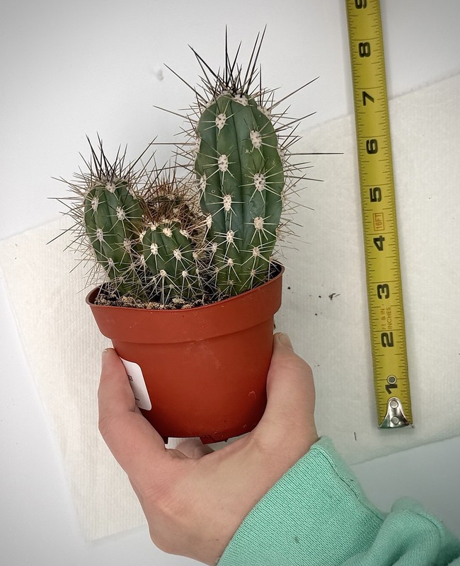 Echinocereus pacificus 4” potted cactus Spiny Hedgehog Giant Claret-Cup