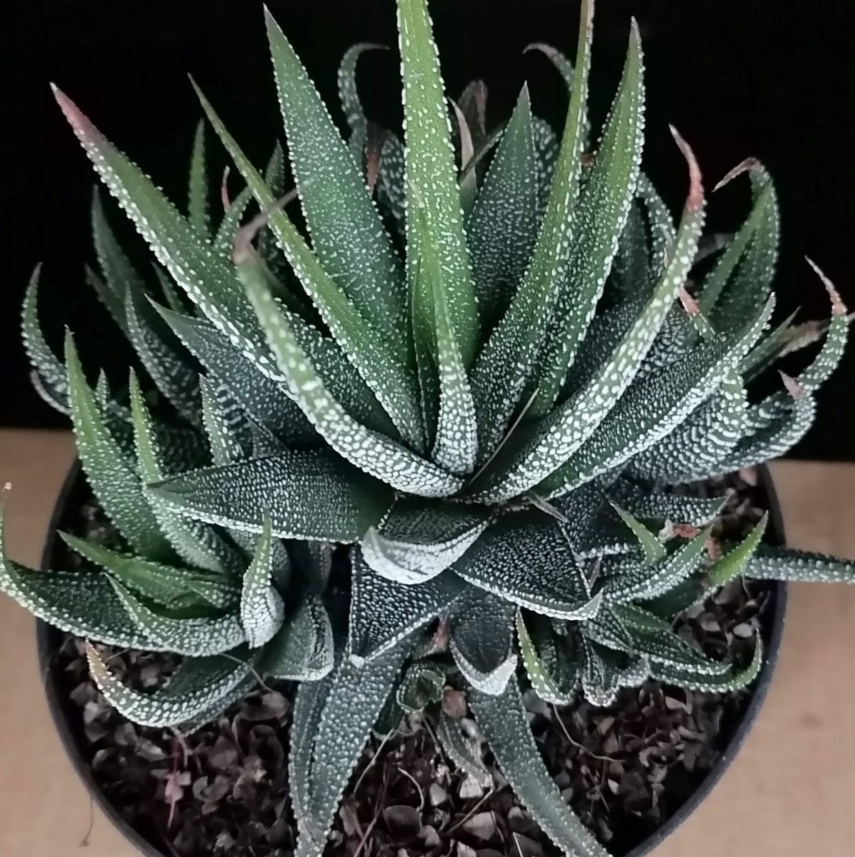 Haworthia fasciata Concolor succulente sans entretien pour salon sombre