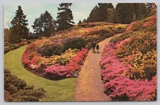 Azaleas in Bloom Washington Park Portland Oregon Vintage Unposted Postcard