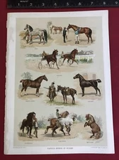 Various Breeds of Horses ~ Chromolithograph Print  F.E. Wright 1899 Equestrian