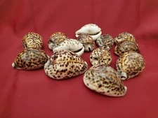 Tiger Cowrie Sea Shell Premium Quality Rare Unique Sea Shell