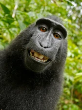 Monkey Selfie Poster Print, Celebes Crested Macaque Photo Photograph Jungle Art