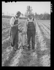 8" x 10" Farmers using mechanical planter (tobacco). Chatham County, North C