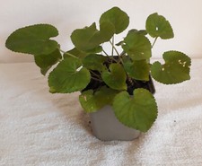 Duftveilchen, Märzveilchen (Viola odorata), wohlriechend, essbar, violette Blüte