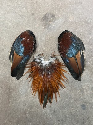 Rooster Saddle ,wings Fly Tying Hackle Craft Jewelry Feathers