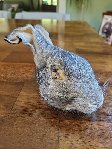Mummified Rabbit Head Taxidermy Oddity Bunny Doll Eyes | eBay