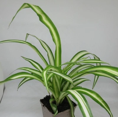 FLORARI Chlorophytum chomosum - Grünlilie Zimmerpflanze ECHT Pflanze Terrarium