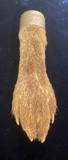 Vintage Fox Hunting Trophy Paw With Sterling Silver Mount 1946