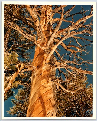 Bristecone Pine (1970s) - Vintage Color 8''x10'' Photo