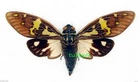 CICADA - HOMOPTERA - Gaeana Festiva (Spread) - Chiangmai, Northern Thailand