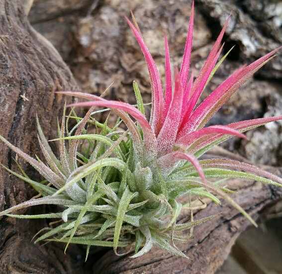Tillandsia ionantha 576 ex. EJG