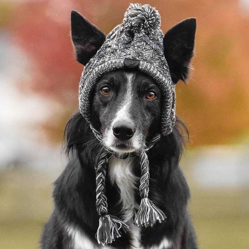 Windproof Accessories Winter Pet Dog Hats Knitting Chihuahua Warm Soft Outdoor - Picture 4 of 12