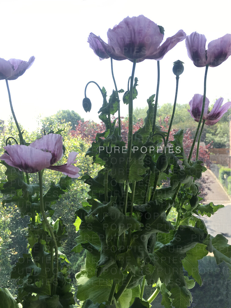 PURE POPPIES™ 