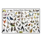 Backyard Birds of Maine Bird Identification Nature Poster / Quick Bird ID Guide