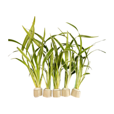 Chlorophytum laxum - 5 Bund Grünlilie Terrarium Pflanze Dennerle 30603