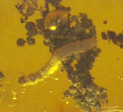 Beautiful Caterpillar with Wasp in Dominican Amber Fossil Los CaCaos Mines