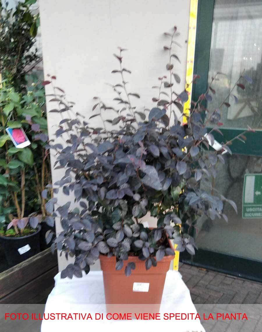 Foto 2 di 2