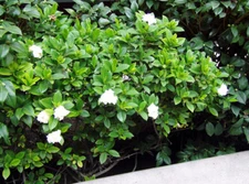 Fragrant Cape Jasmine Shrub, Gardenia jasminoides, Seeds (Showy Evergreen)