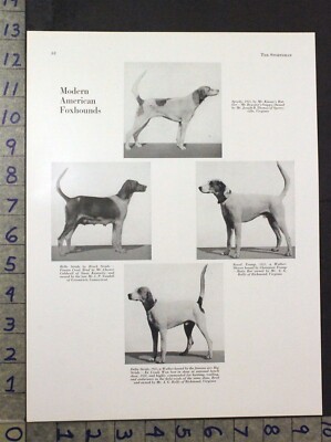 1920 SPORT FOXHOUND HUNT CANINE DOG BREED ARTICLE CHASE AD 30910