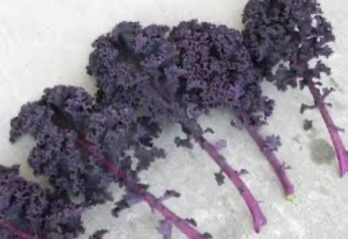 Red Curly Kale Redbor Brassica Oleracea - 100+Seeds-Frost Tolerant-FREE POSTAGE - Picture 3 of 7
