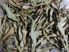 Fresh Mango Leaves Organic All Natural, No Pesticide, No Chemicals from South...