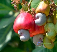 5 Seeds Anacardium Occidentale Cashew Nut Tropical Evergreen Tree Home Gardening