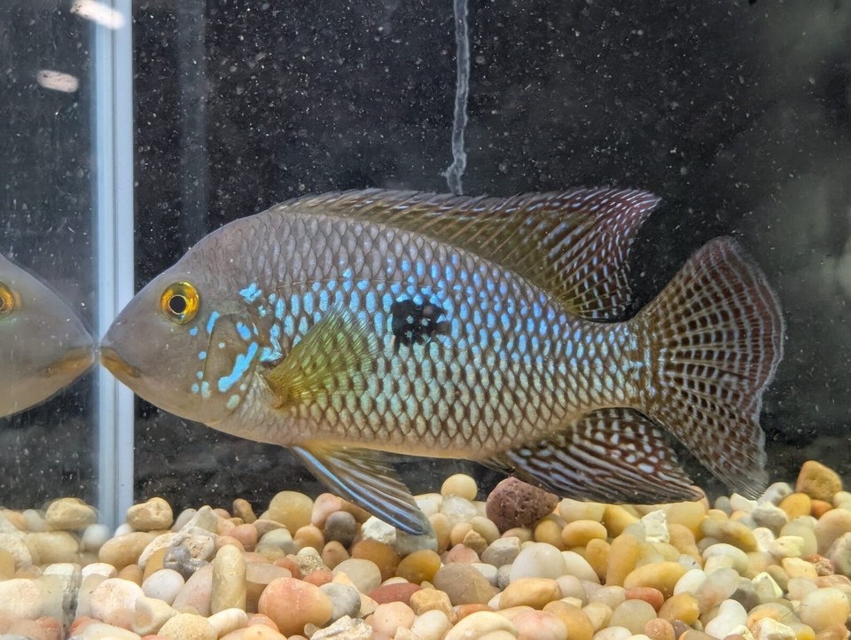 Geophagus brasiliansis / Pearl cichlid / Eartheater | eBay