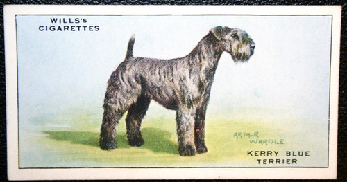 KERRY  BLUE  TERRIER  Vintage 1937 Illustrated Card  KE11MS