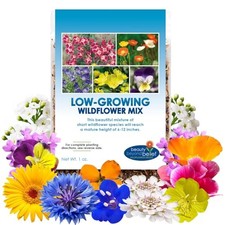 Low Growing Wildflower Seeds Mix - 1oz, 6-12 Inches Short Flowers – Non-GMO  182.56 per gallon