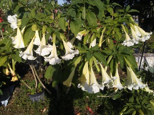 **GIANT WHITE** Brugmansia Angel Trumpet Plant** Fragrant Large White Flowers** - Picture 9 of 11