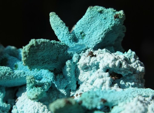 Colorful Chrysocolla after Azurite. Luputo mine, Katanga, Dem Rep Congo 4.25" - Picture 3 of 6