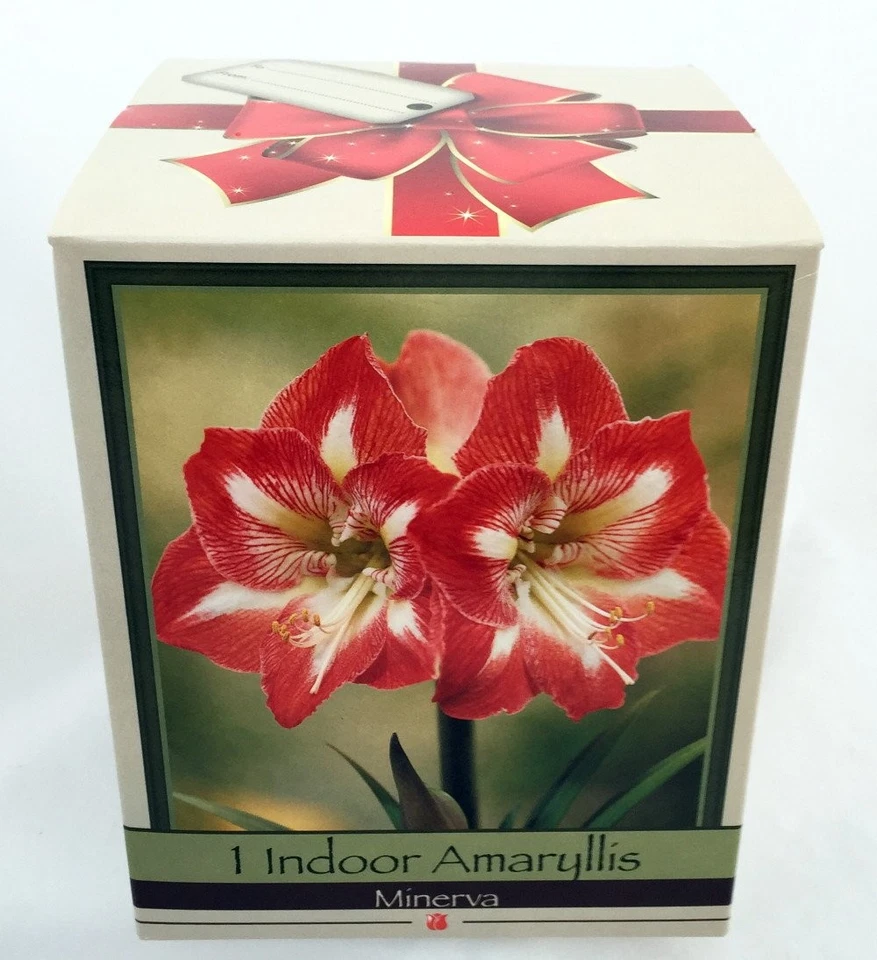 Amaryllis Kit: Minerva + Plastic Pot/Soil/Bulb - Large Bulb 26/28 cm -Netherland - Image 2 of 4