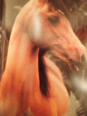 Robert Vavra - Horses of the Sun - Signed(somewhat uniquely