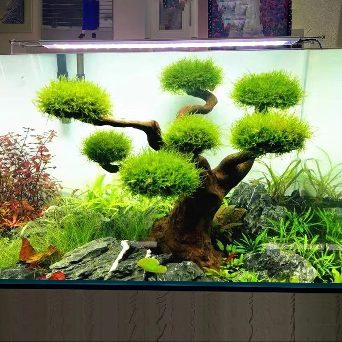 Aquascaping Rocks: Planted Aquarium Hardscape Essentials Part 2